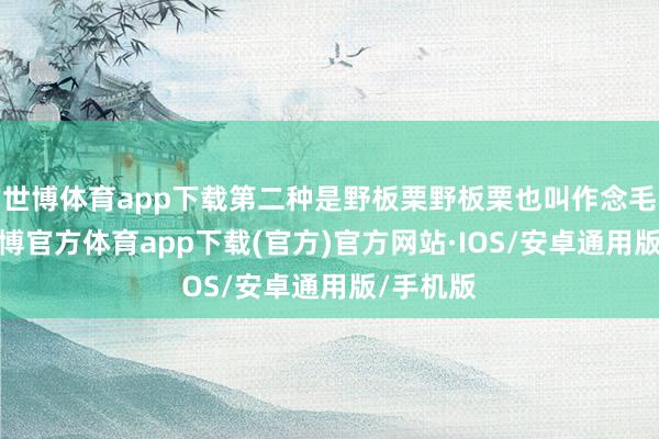 世博体育app下载第二种是野板栗野板栗也叫作念毛板栗-世博官方体育app下载(官方)官方网站·IOS/安卓通用版/手机版